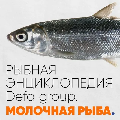 Рыба Бротола | Defa group