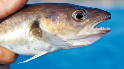 Рыба Мега-фиш Бротола - « Всем любителям рыбы сюда!» | отзывы