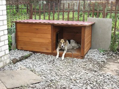 Фото будок для крупных собак: выберите формат скачивания