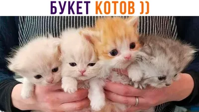 Букет котов