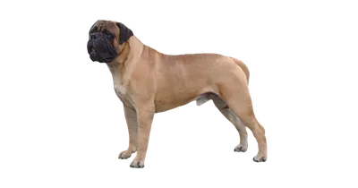 Бульмастиф собак: фото с эффектом глубины