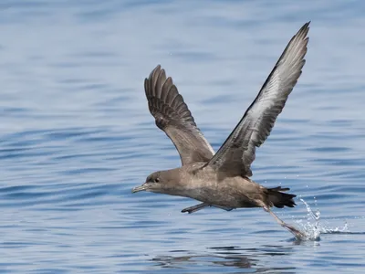 Серый буревестник - eBird