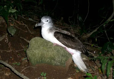 Короткохвостый буревестник, Puffinus tenuirostris, в море стоковое фото  ©hstiver 278506690