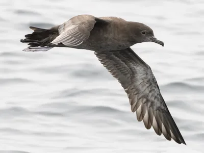 Серый буревестник - eBird