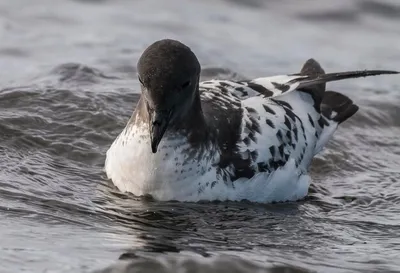 Manx Shearwater Puffinus — стоковые фотографии и другие картинки Буревестник  - Буревестник, Без людей, Береговая линия - iStock