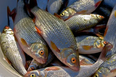 Рыбы наших вод - Амурский язь, чебак Leuciscus waleckii... | Facebook