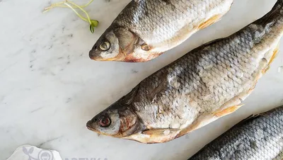 Рыба чебак: что за рыба, как приготовить? 6 рецептов