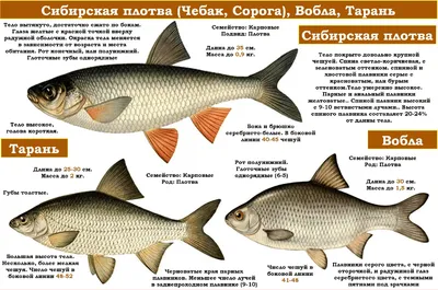 Чебак чем отличается от плотвы | Рыбное Место | Дзен