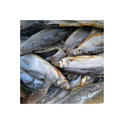 Что за рыба чебак? | From Siberia | Дзен