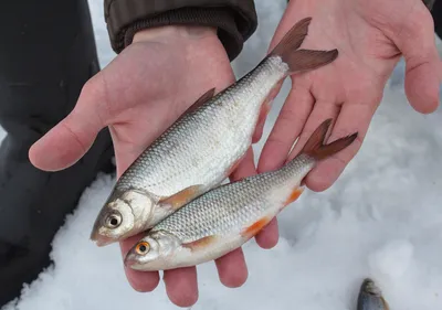 рыбалка зимой плотва чебак и сорога, fishing in winter roach and roach -  YouTube