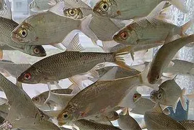 Минэкологии Якутии: ученые проверят рыбу с язвами