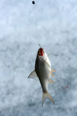 В Бии рыба уже не та: почему бийские рыбаки выезжают зимой далеко за город