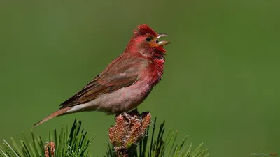 Любители птиц - Сибирская #чечевица / Pallas's #rosefinch (лат. Carpodacus  roseus) Автор: Ito Naoto #Фото #birdslovers #птицы | Facebook