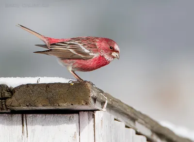 Purple finch male - Пурпурная чечевица