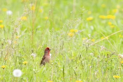 Пурпурная чечевица - eBird