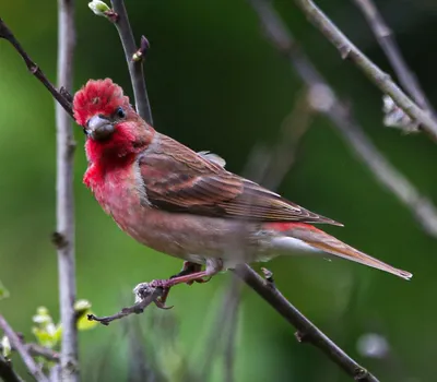 Чечевица сибирская (Carpodacus roseus). Фотогалерея птиц. Фотографии птиц  России, Беларуси, Украины, Казахстана, Таджикистана, Азербайджана.