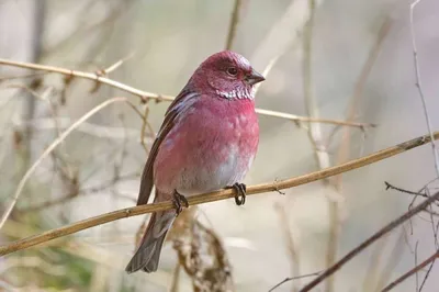 Пурпурная чечевица - eBird