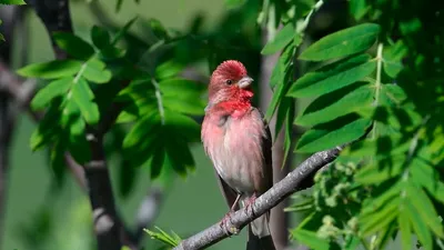 Голоса птиц. Арчовая чечевица или малая розовая чечевица. Carpodacus  rhodochlamys - YouTube