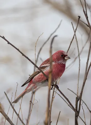 15 необычайно красивых птиц, о которых Вы, возможно, и не слышали |  Красивые птицы, Птицы, Зимородок
