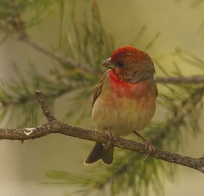 Чечевица (Carpodacus erythrinus). Птицы Европейской России.