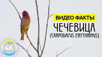 Обыкновенная чечевица (Carpodacus erythrinus). Птицы Сибири.