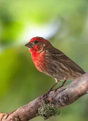 Обыкновенная чечевица (Carpodacus erythrinus). Птицы Кыргызстана.