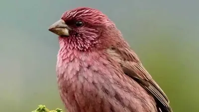 Птица ЧЕЧЕВИЦА - Интересные факты о животных - Познавательное видео 4К -  YouTube