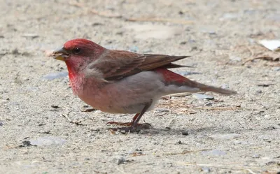 Purple finch male - Пурпурная чечевица. Photographer Antonina Yanovska