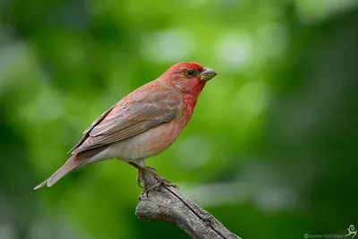 Обыкновенная чечевица (Carpodacus erythrinus). Птицы Сибири.