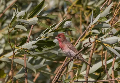 Чечевица (Carpodacus erythrinus). Птицы Европейской России.