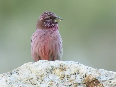 Пурпурная чечевица - eBird