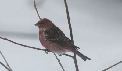 Обыкновенная чечевица (Carpodacus erythrinus). Птицы Сибири.