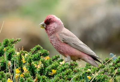 Обыкновенная чечевица (Carpodacus erythrinus). Птицы Кыргызстана.