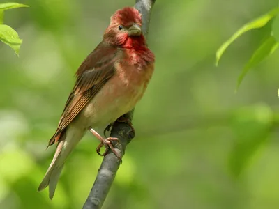 Чечевица (Carpodacus erythrinus). Птицы Европейской России.