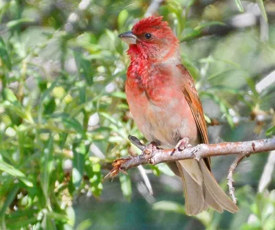 Розовая чечевица - eBird