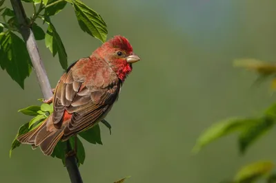 Обыкновенная чечевица (Carpodacus erythrinus). Птицы Сибири.