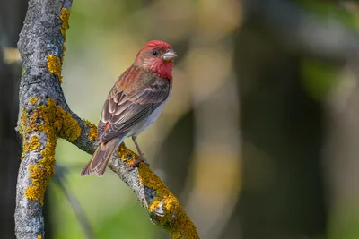 Чечевица обыкновенная (Carpodacus erythrinus). Фотогалерея птиц. Фотографии  птиц России, Беларуси, Украины, Казахстана, Таджикистана, Азербайджана.