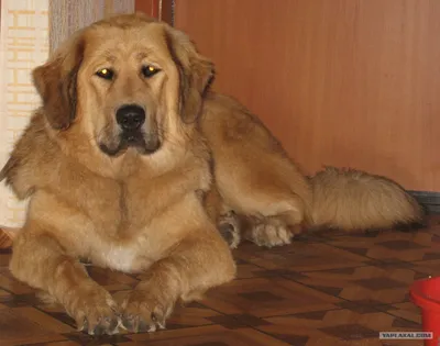 Картинки Челябинской сторожевой собаки в хорошем качестве