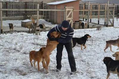 Челябинская сторожевая собака: изображения высокого качества для вашего сайта