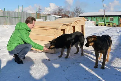 Картинки Челябинской сторожевой собаки: выберите свой идеальный размер