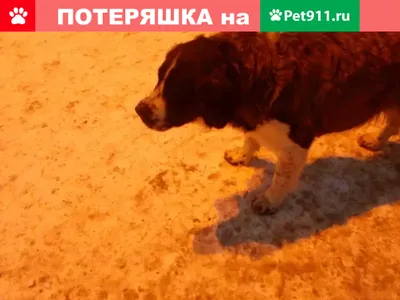 Челябинская сторожевая собака: фото в разных ракурсах и позах