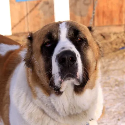 Фотографии Челябинской сторожевой собаки: идеальное сочетание красоты и силы