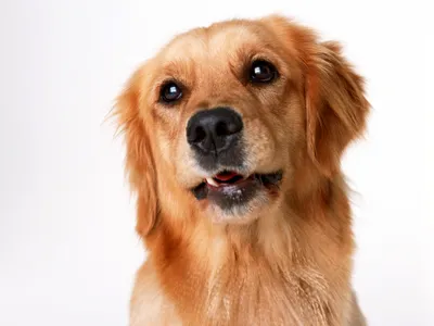 Челябинская сторожевая собака: фото для любителей породы