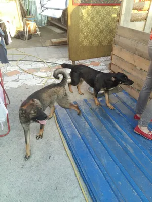 Челябинская сторожевая собака: фото с впечатляющими деталями