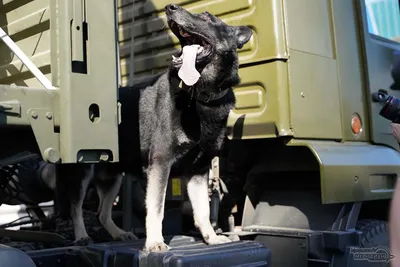 Картинки Челябинской сторожевой собаки: прочувствуйте силу породы