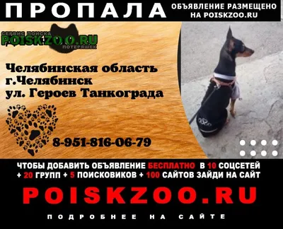 Челябинская сторожевая собака: фотографии для настоящих ценителей