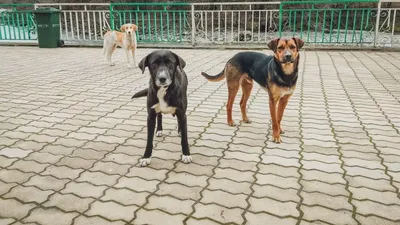 Фото Челябинской сторожевой собаки: ощутите мощь и природную грацию