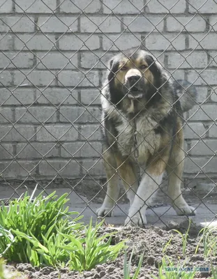 Изображения Челябинской сторожевой собаки: выберите размер и формат