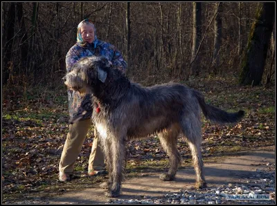 Фото Челябинской сторожевой собаки: мощная и надежная