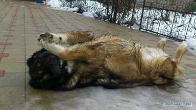 Встречайте Челябинскую сторожевую собаку: крепкий характер и чудесный внешний вид